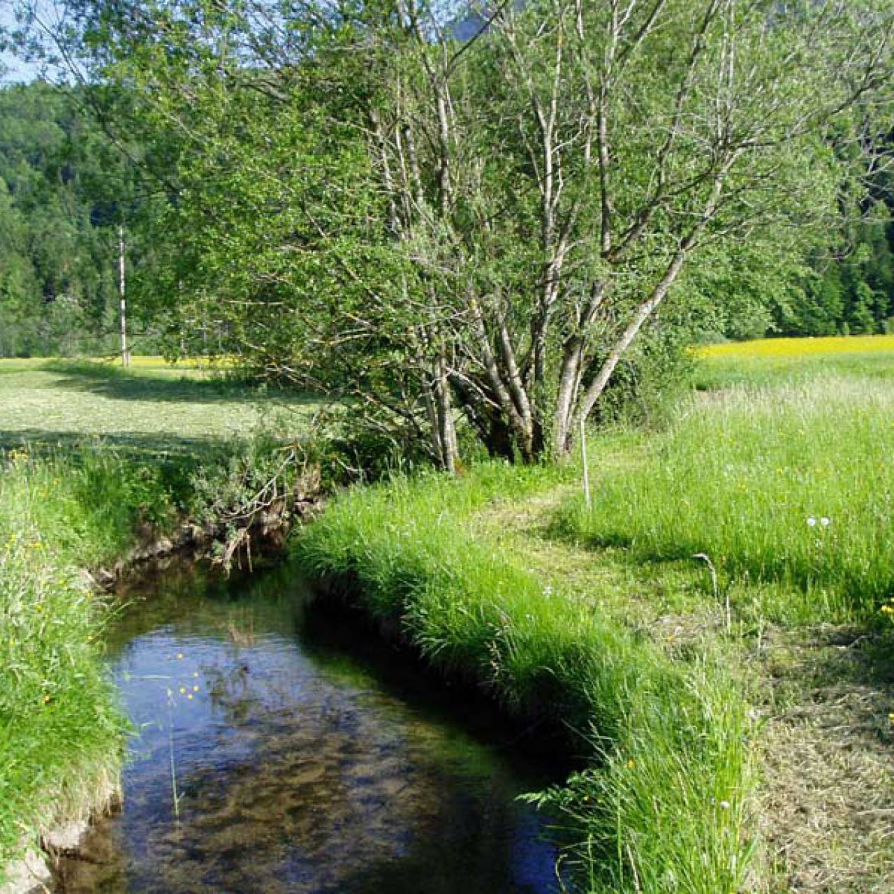 Über Stock und Stein – der Weg