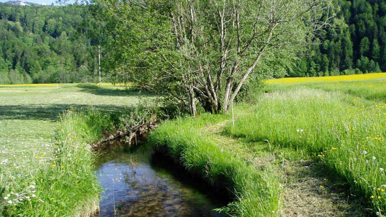 Über Stock und Stein – der Weg