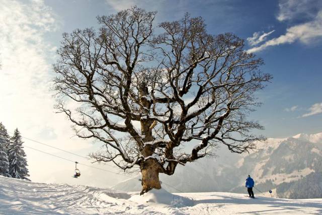 Alter Baum in verschneiter Berglandschaft